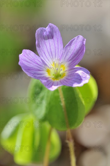 Common wood sorrel (Oxalis acetosella)