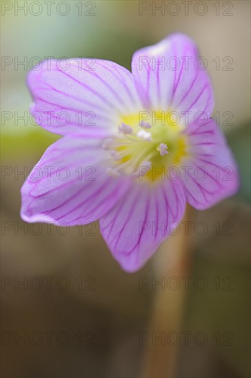 Common wood sorrel (Oxalis acetosella)