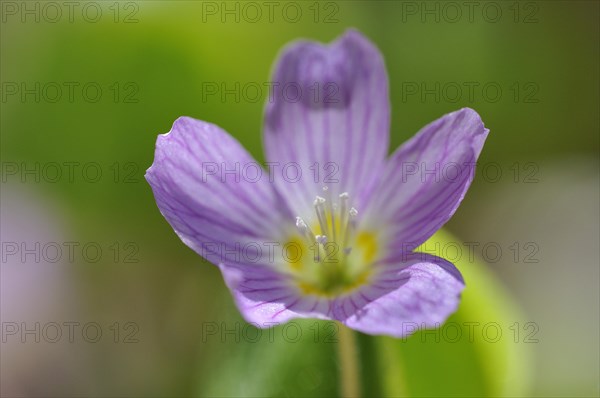 Common wood sorrel (Oxalis acetosella)