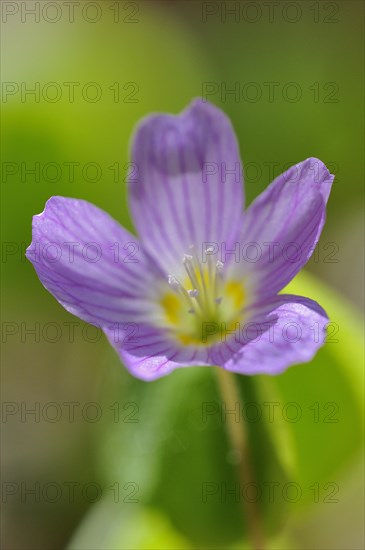 Common wood sorrel (Oxalis acetosella)