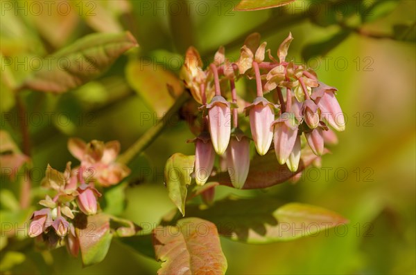 Bog bilberry (Vaccinium uliginosum)