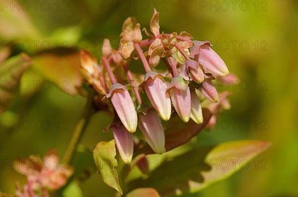 Bog bilberry (Vaccinium uliginosum)