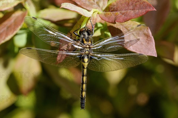 Four-spotted chaser (Libellula quadrimaculata)