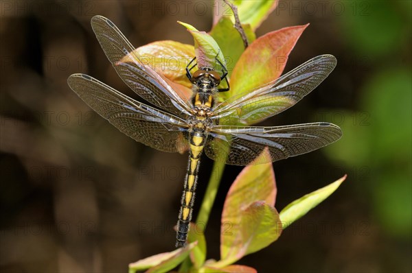 Four-spotted chaser (Libellula quadrimaculata)