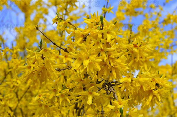 Forsythia (Forsythia sp.) with fourfold flower