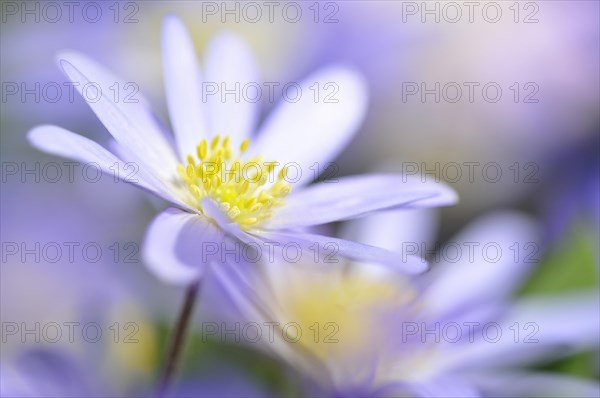 Balkan anemone