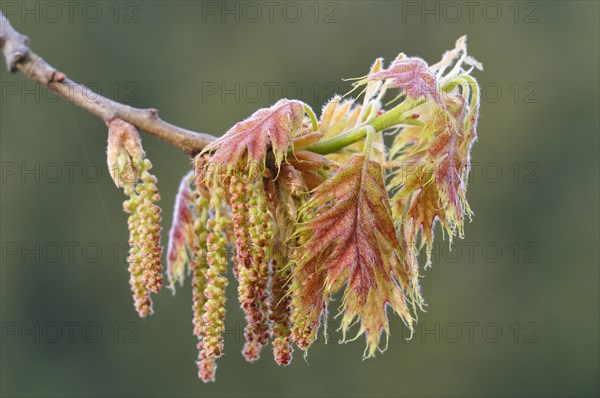 Northern red oak or champion oak (Quercus rubra)