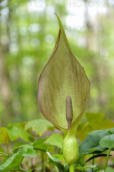 Arum maculatum (Arum maculatum) in deciduous forest