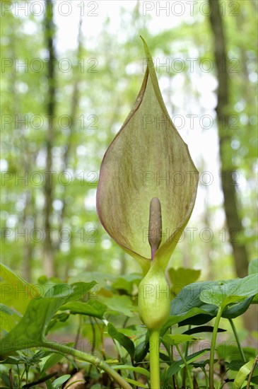 Arum maculatum (Arum maculatum) in deciduous forest