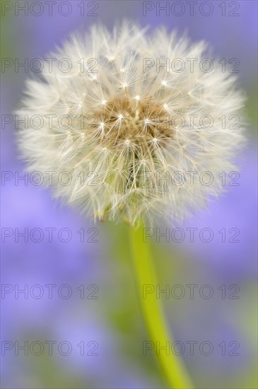 Dandelion (Taraxacum sect. Ruderalia)