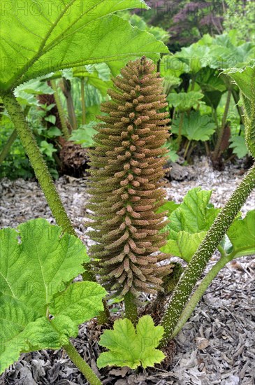 Brazilian giant-rhubarb (Gunnera manicata)