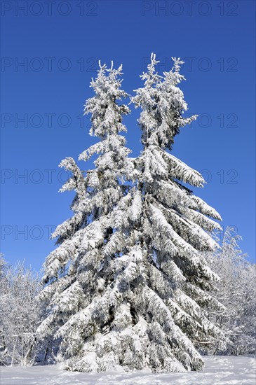 Spruce with snow and hoar frost against blue sky