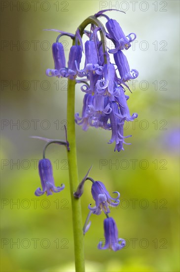 Common bluebell (Hyacinthoides non-scripta)