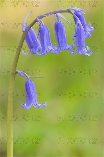 Common bluebell (Hyacinthoides non-scripta)