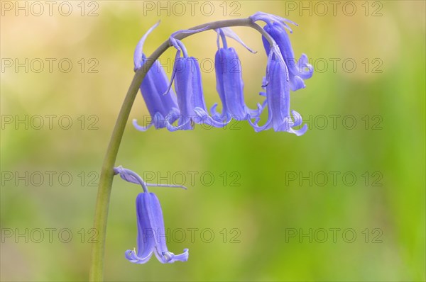 Common bluebell (Hyacinthoides non-scripta)