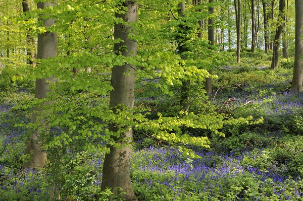 Common bluebell (Hyacinthoides non-scripta) in the deciduous forest