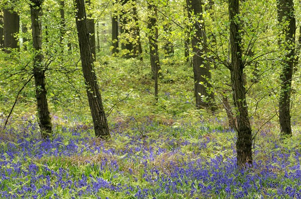 Common bluebell (Hyacinthoides non-scripta) in the deciduous forest