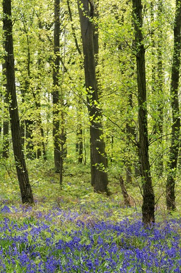 Common bluebell (Hyacinthoides non-scripta) in the deciduous forest