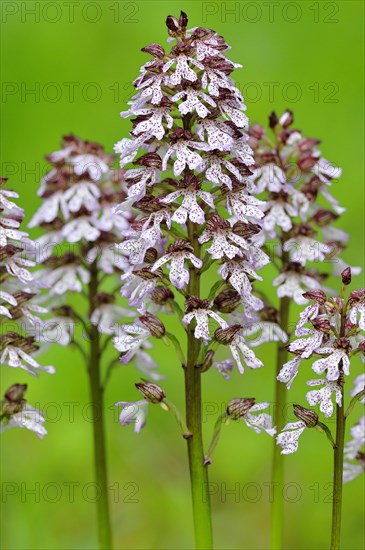 Lady Orchid (Orchis purpurea)