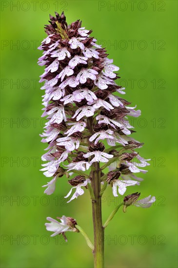 Lady Orchid (Orchis purpurea)