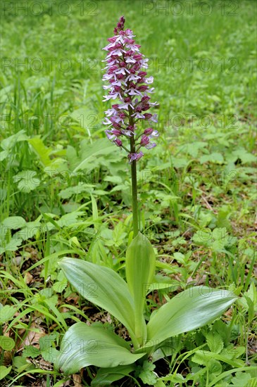 Lady Orchid (Orchis purpurea)