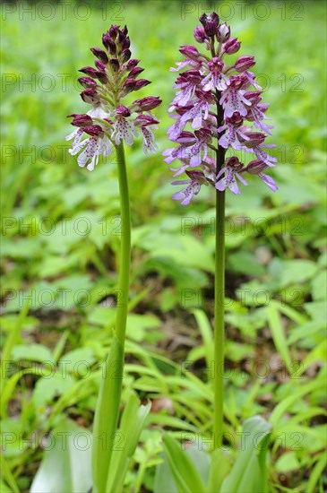 Lady Orchid (Orchis purpurea)