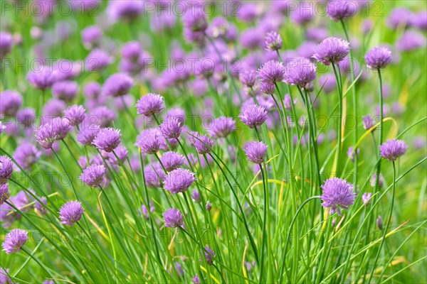 Flowering chives (Allium schoenoprasum)