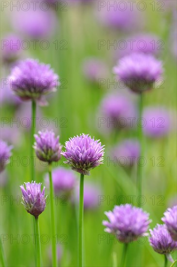 Flowering chives (Allium schoenoprasum)