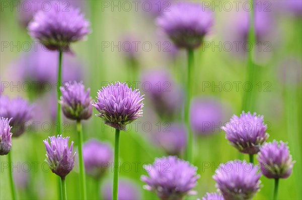 Flowering chives (Allium schoenoprasum)