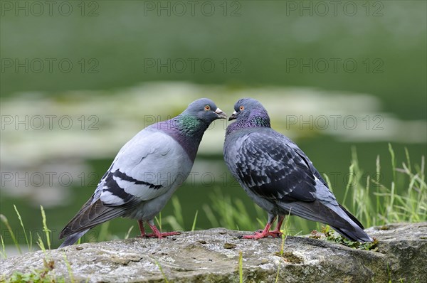 Pigeon (Columba livia domestica)