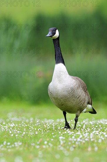 Canada Goose (Branta canadensis)