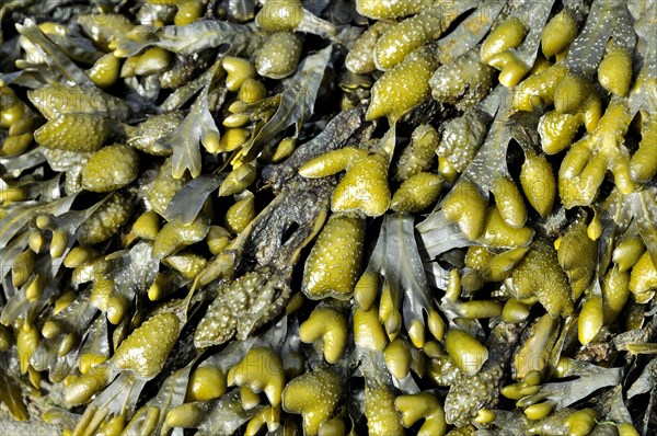 Rockweed