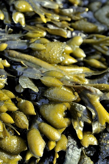 Rockweed