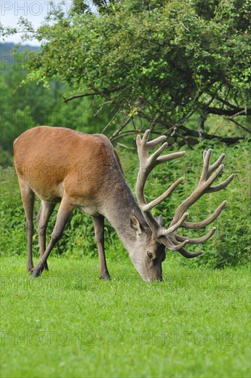 Red deer (Cervus elaphus)