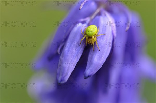 Cucumber green spider (Araniella cucurbitina) sitting on atlantic hare bell (Hyacinthoides non-scripta)