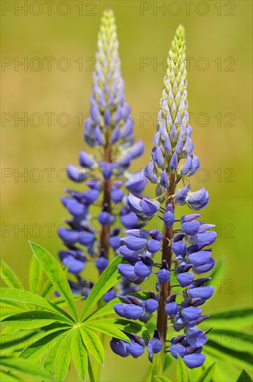 Blue lupine (Lupinus sp.)