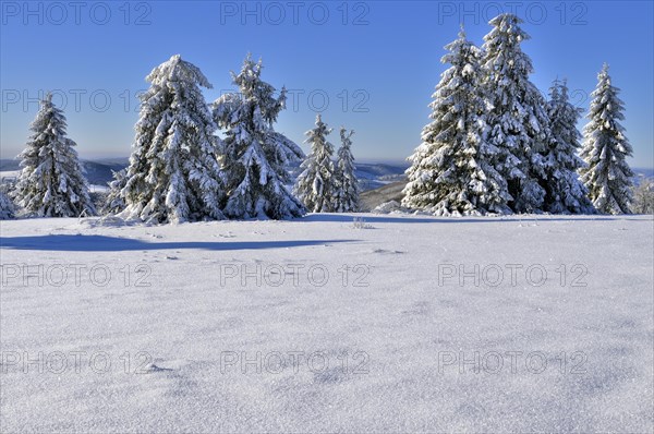 Winter landscape