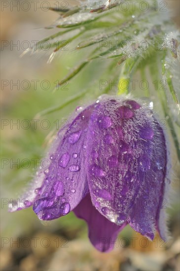 Pasque flower or Dane's blood (pulsatilla vulgaris)