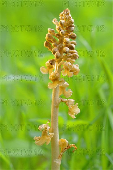 Bird's-nest orchid (Neottia nidus-avis)