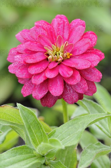 Pink Zinnia (Zinnia)