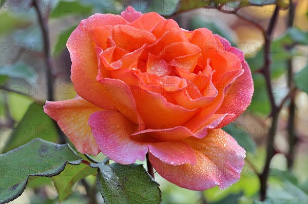 Rose (Rosa sp.) flower with raindrops