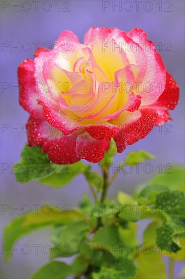 Hybrid tea rose