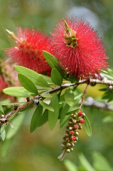 Lemon Bottlebrush (Callistemon citrinus)