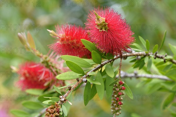 Lemon Bottlebrush (Callistemon citrinus)