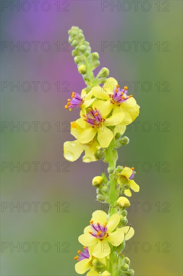 Black mullein (Verbascum nigrum)