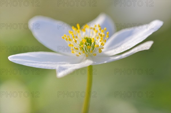 Windflower (Anemone nemorosa)