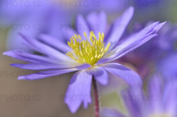 Balkan anemone (Anemone blanda)