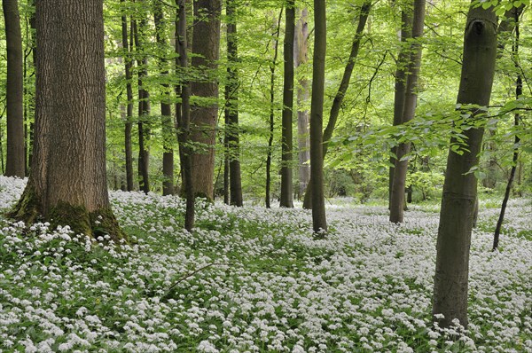 Wild garlic (Allium ursinursnum)