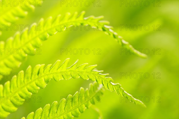 Ostrich fern (Matteuccia struthiopteris)