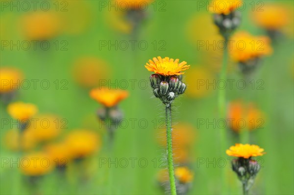 Orange Hawkweed (Hieracium aurantiacum) with orange-red flowers